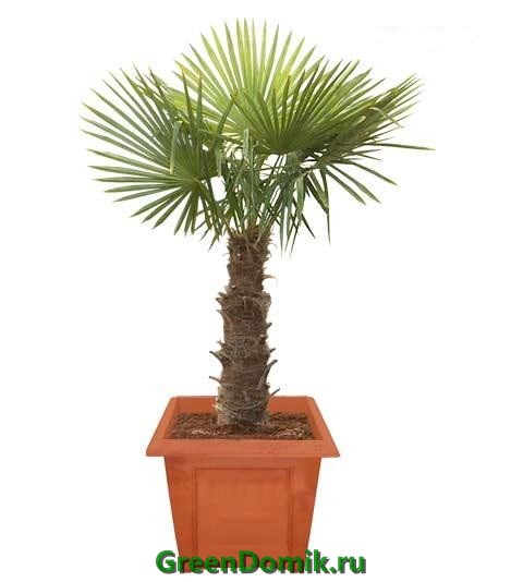 Трахикарпус Форчуна