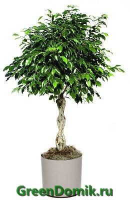 Фикус Бенджамина