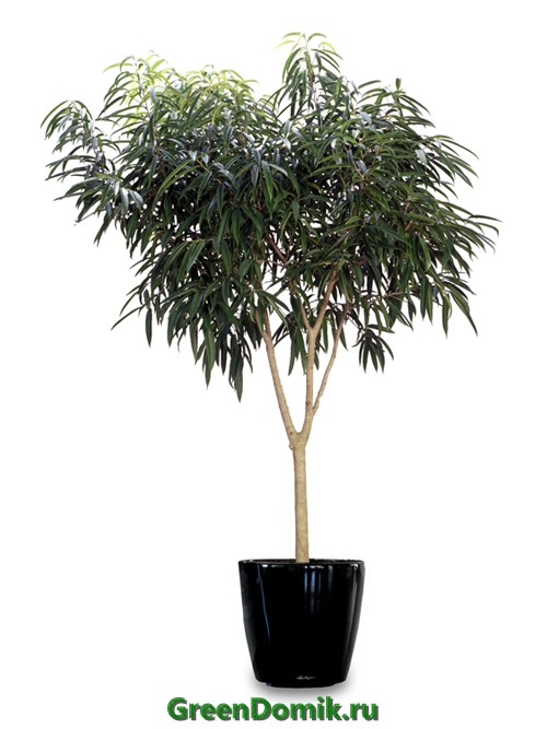 Фикус Биннендика, или Фикус Али