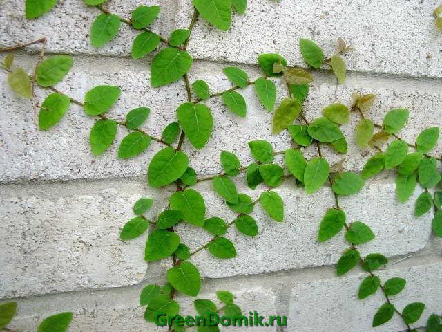 Фикус карликовый