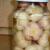 Kiseljenje češnjaka - pikantan recept Recept za kiseljenje češnjaka kod kuće