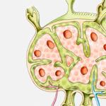 Lage der Lymphknoten am menschlichen Körper in Bildern und Diagrammen mit ausführlicher Beschreibung und Untersuchungsmethoden