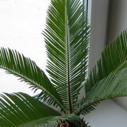Cycad: cikadinių augalų aprašymas ir atstovai Cycad augalų pavyzdžiai